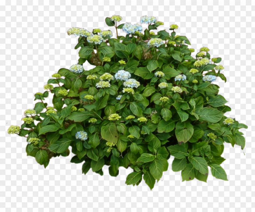 Hydrangea Shrub Cercis Siliquastrum Plant PNG