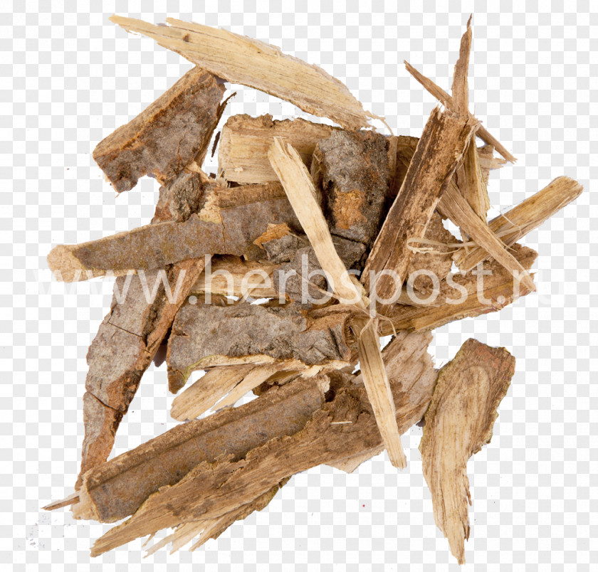 Kora European Aspen Bark Pharmaceutical Drug Birch PNG