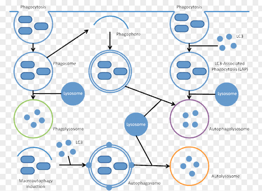 Phagocytosis Xenophagy Autophagosome Immune System PNG