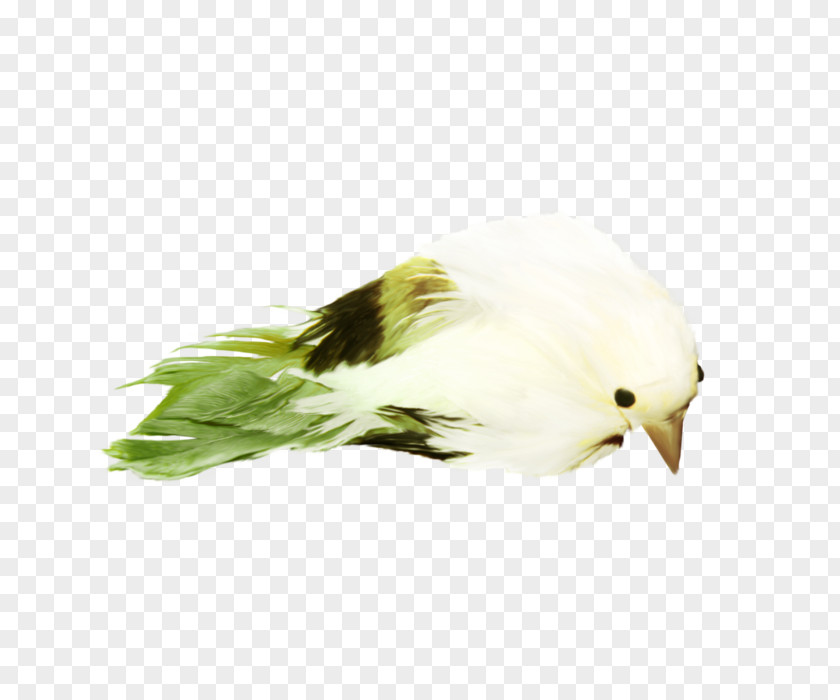 Bird Beak Image PNG
