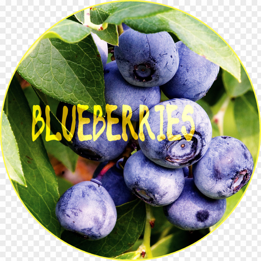 Blueberries Blueberry Vaccinium Corymbosum Fruit Shrub PNG