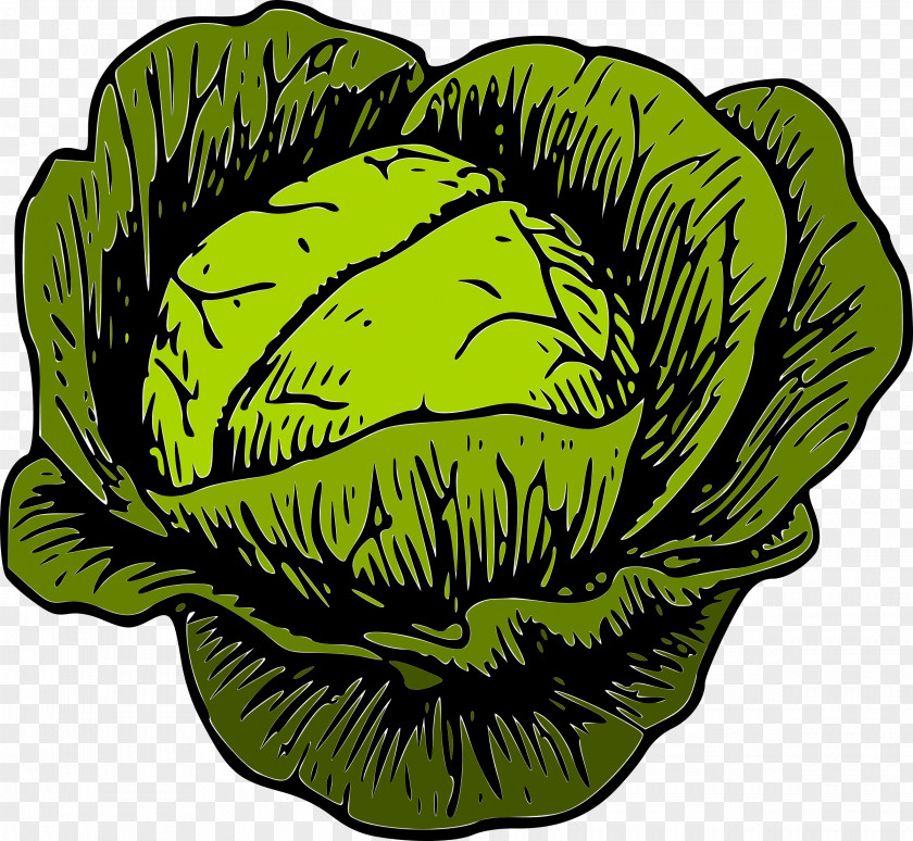Cabbage Savoy Brussels Sprout Cauliflower Clip Art PNG