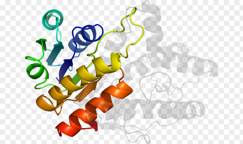 Citrullus Lanatus Organism Line Clip Art PNG