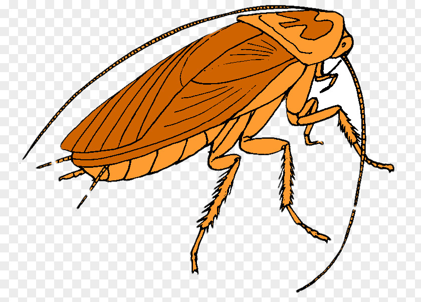 Cockroach American Clip Art Openclipart Free Content PNG