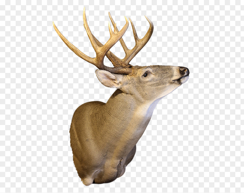 Deer Antler Elk White-tailed Moose PNG