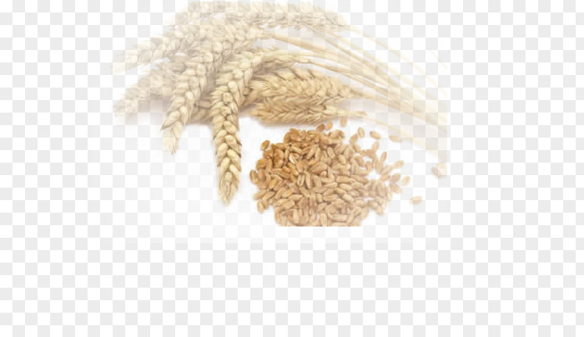Stone Mill Common Wheat Durum Crop Agriculture Cereal PNG