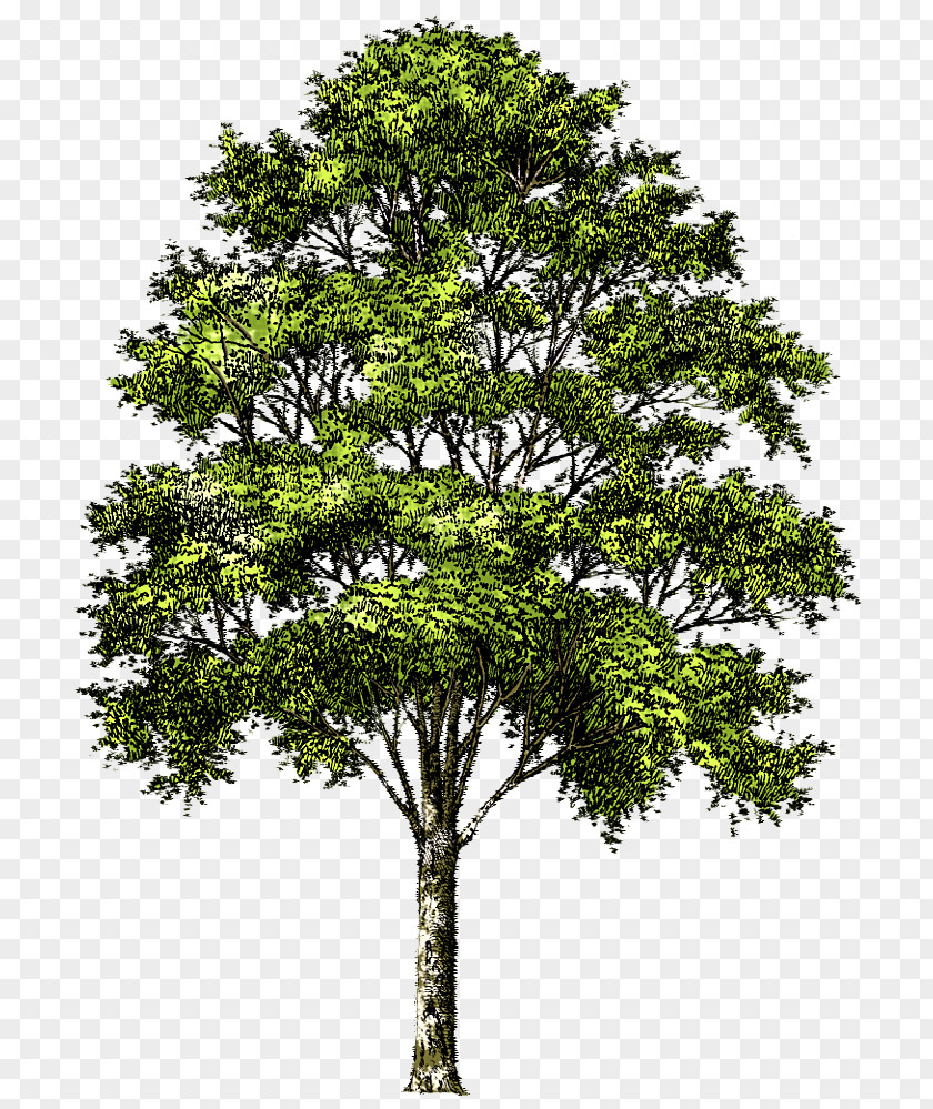 Tree Clip Art PNG