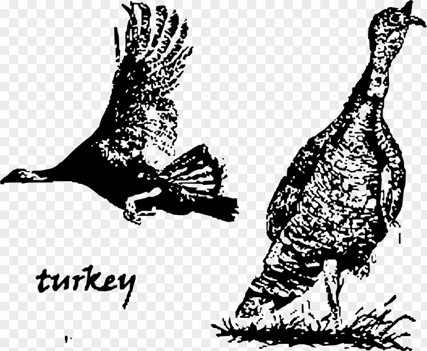 Turkey Bird Drawing Duck PNG