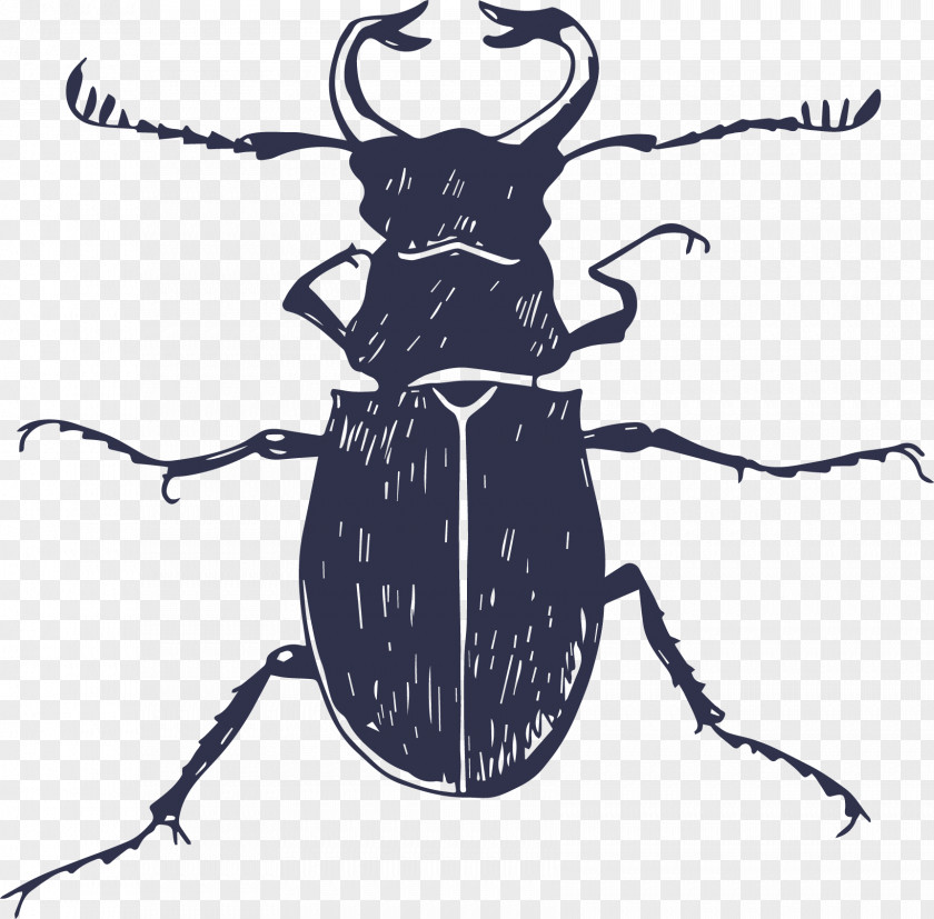 Vector Painted Beetles Insect Poster Euclidean PNG