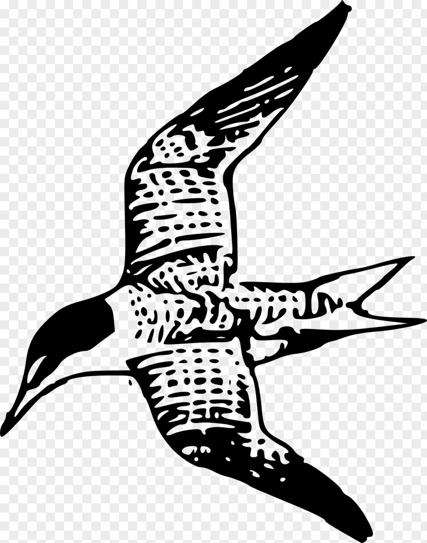 Bird Drawing Common Tern Clip Art PNG