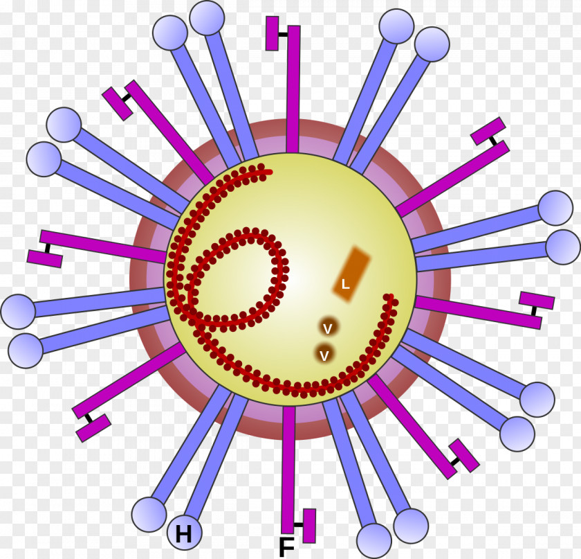 Creative Animal Morbillivirus Ovine Rinderpest RNA Virus Disease PNG