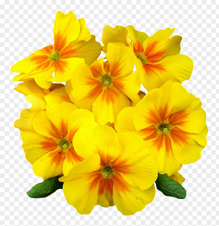 Primrose Flower Petal Clip Art PNG