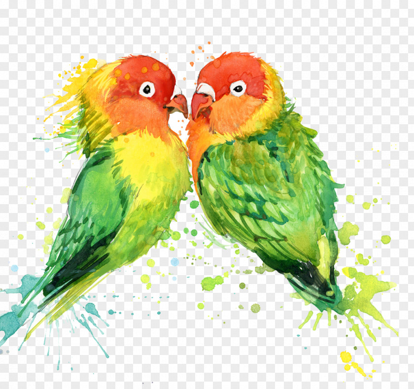 Watercolor Parrot Lovebird T-shirt Painting PNG