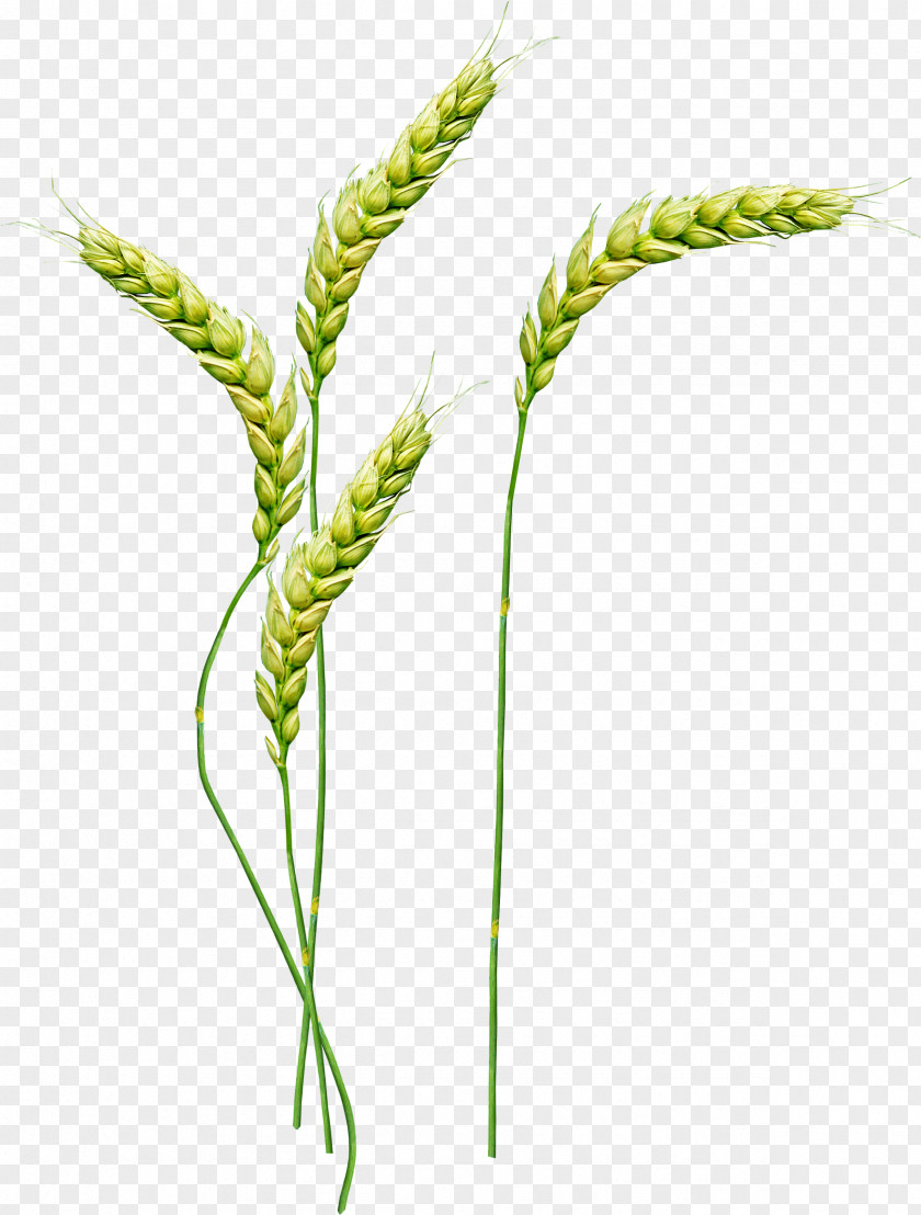 Wheat Clip Art PNG