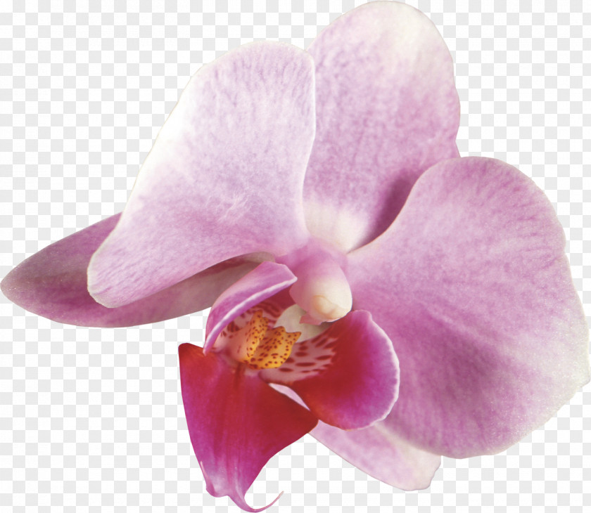 Blush Floral Moth Orchids Cattleya Dendrobium Plant PNG