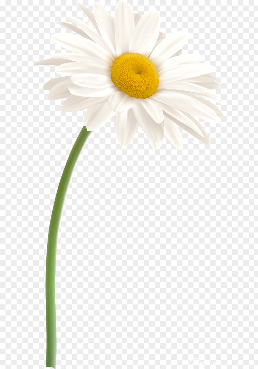 Camomile Daisy Family Oxeye Flower German Chamomile PNG