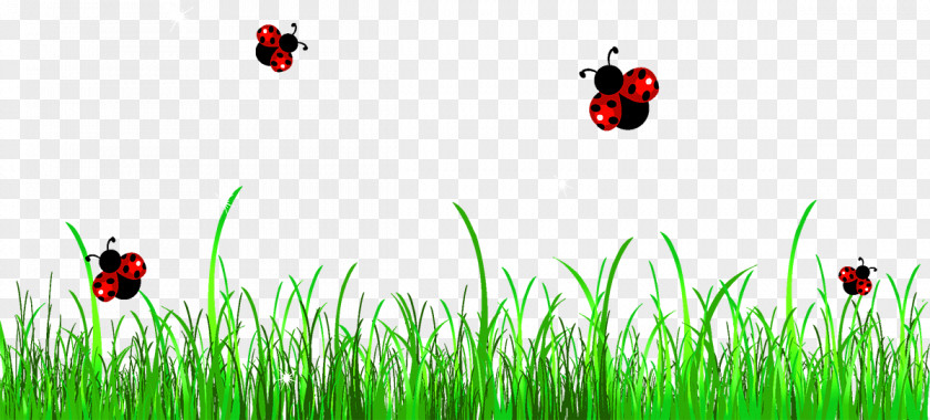 Grass Lawn Ladybird Free Content Clip Art PNG