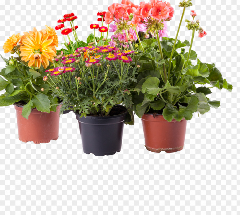 Patio Amazon.com Flowerpot Houseplant PNG