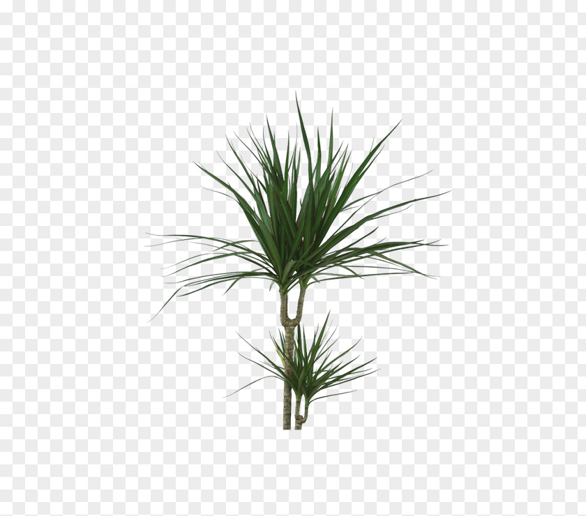 Perennial Plant Pine Palm Tree Background PNG