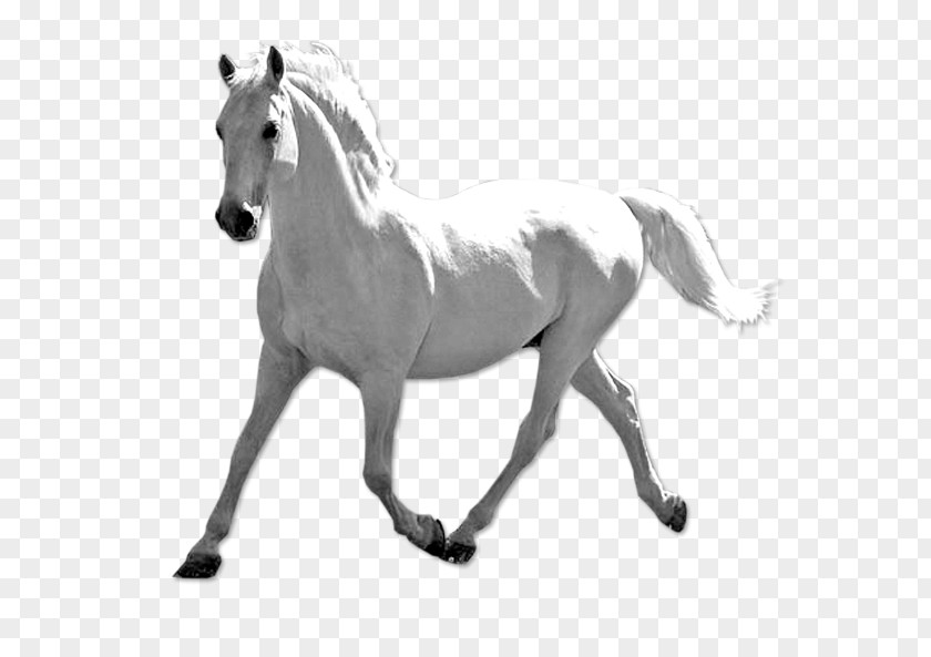 White Horse Mustang Stallion Pony Bridle Fond Blanc PNG