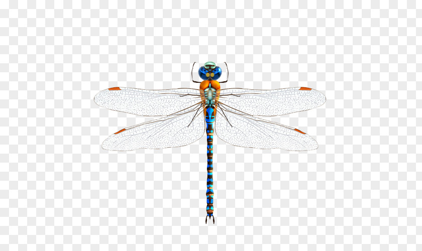 Blue Dragonfly Insect Illustration PNG