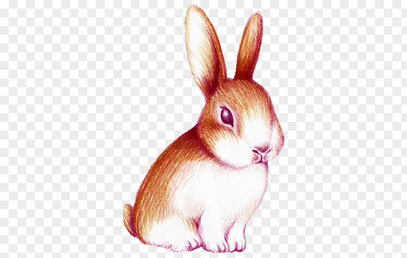 Hand-painted Watercolor Rabbit Painting PNG