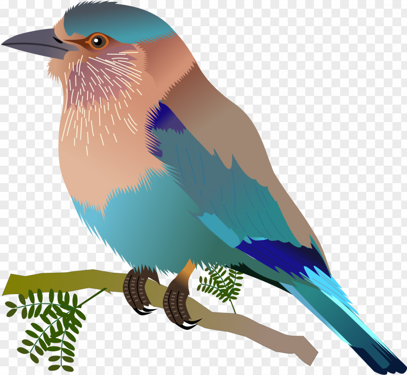 Roller Songbird Indian Beak Clip Art PNG