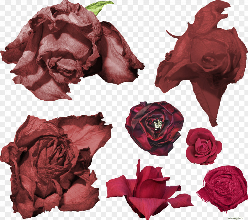 Rose Garden Roses IFolder DepositFiles Cut Flowers PNG