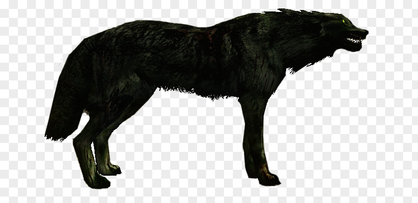 Big Bad Wolf Gray Fauna Fur Wildlife PNG