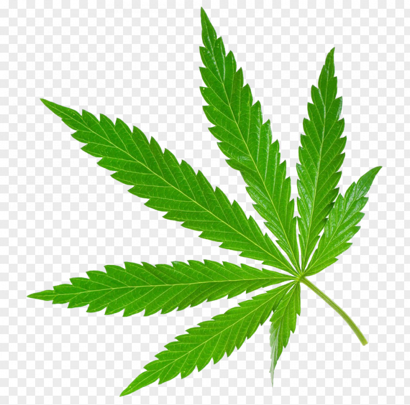 Cannabis Medical Sativa PNG