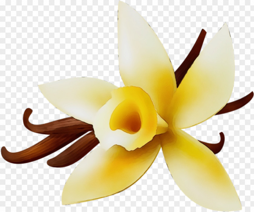 Cattleya Flowering Plant Petal Flower Yellow Vanilla PNG
