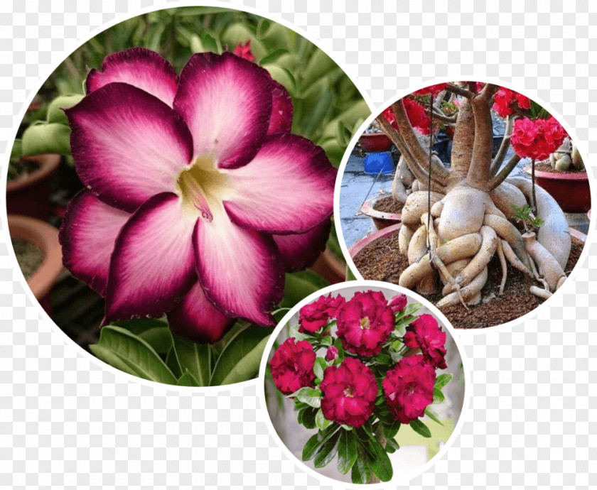 Caudex Cut Flowers Bordeaux Flowering Plant Global Environment Facility PNG