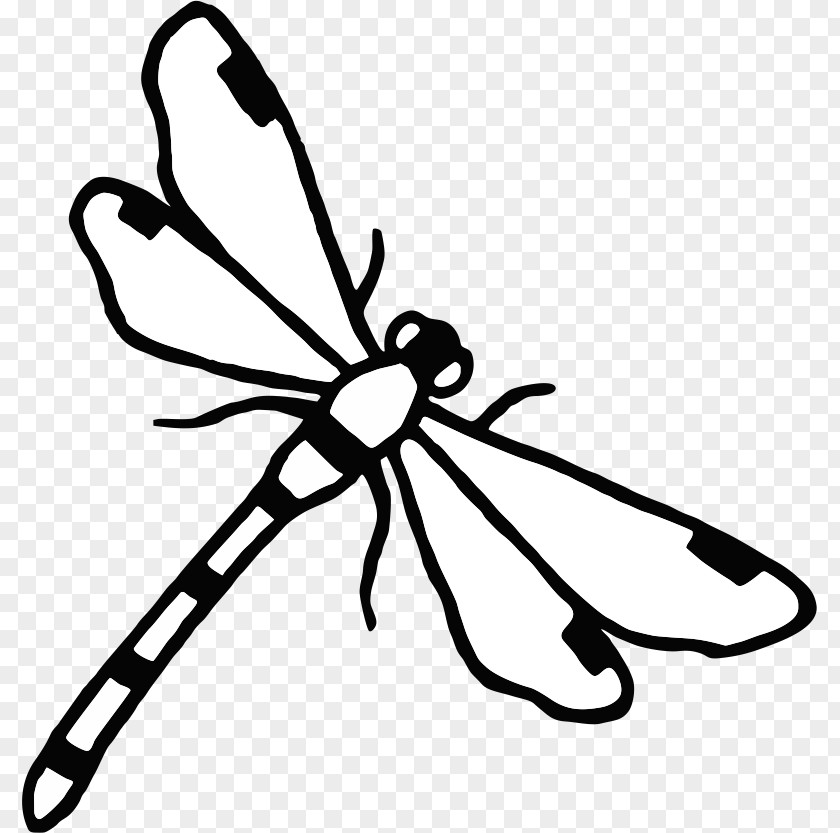 Dragon Fly School Insect Label PNG