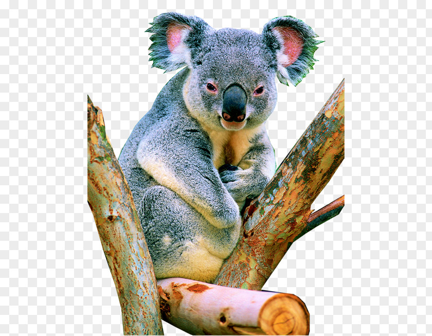 Koala Herbivore Tropical Rainforest PNG