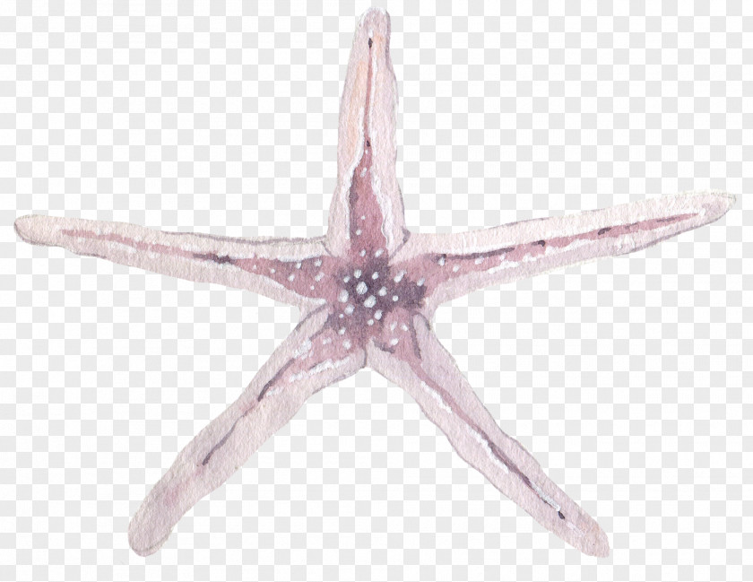 Light Purple Starfish Pisaster Ochraceus PNG