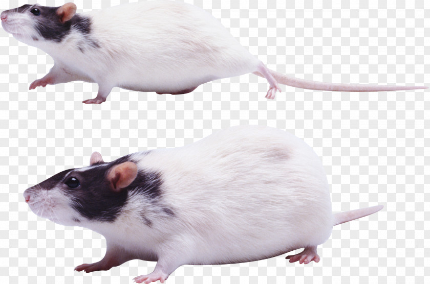 Mouse, Rat Image Mouse Gerbil Rodent PNG
