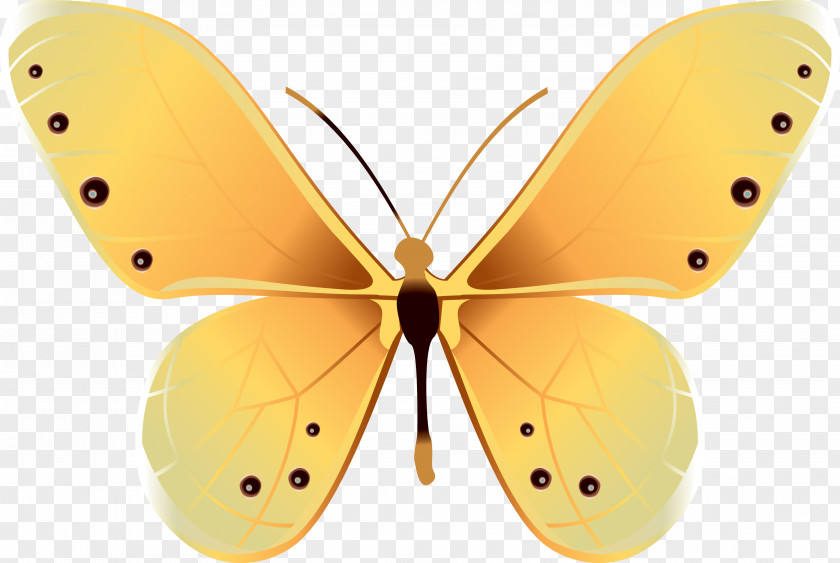 Batterfly Butterfly Insect PNG