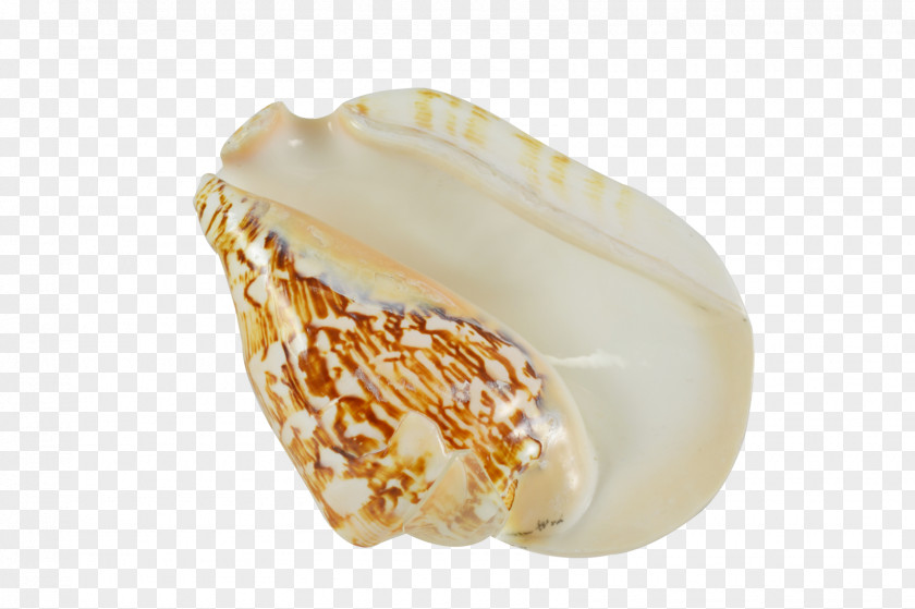 Conch Clam Mussel Pecten Oyster Seashell PNG