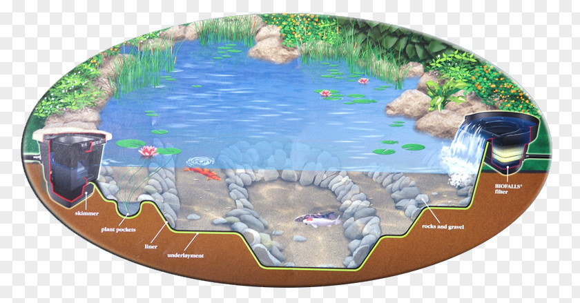 Garden Ponds And Aquariums Unlimited Nature Ecosystem PNG