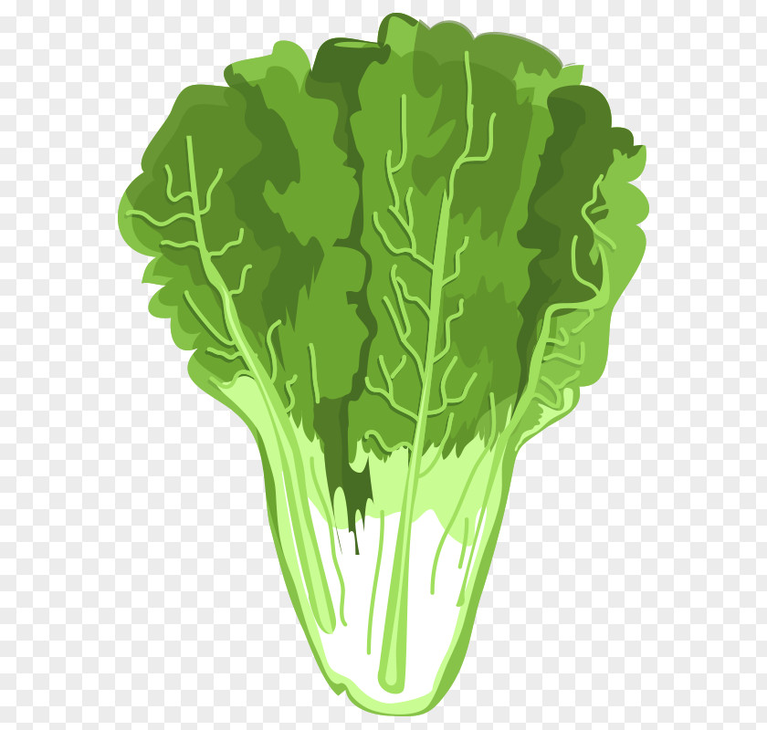Vegetables,Chinese Cabbage Spring Greens Celtuce Romaine Lettuce Vegetable Napa PNG