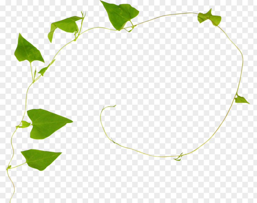Ivy Family Morning Glory Tree Background PNG