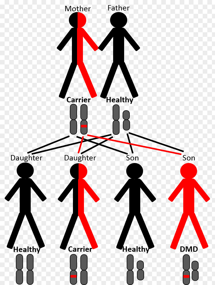 Line Human Behavior Point Angle Clip Art PNG