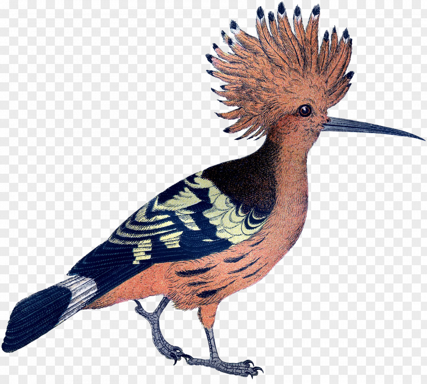 Pink Bird Galliformes Feather Crest Beak Fauna PNG