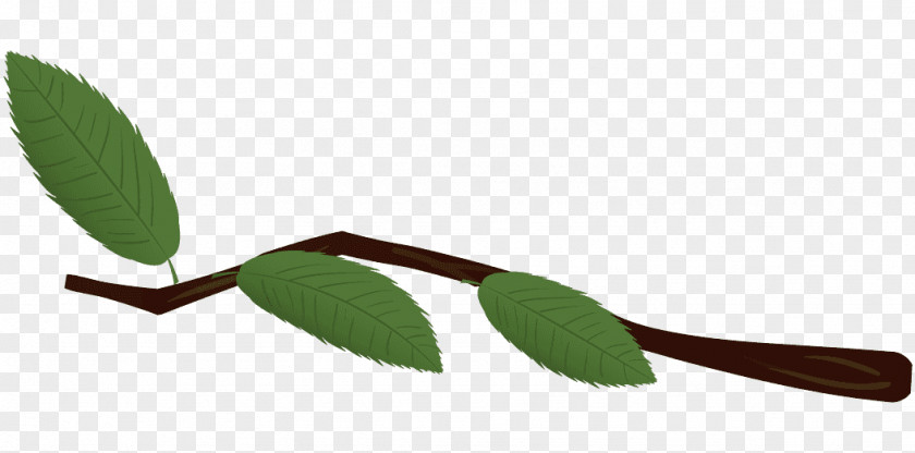T Word Leaf Plant Stem PNG