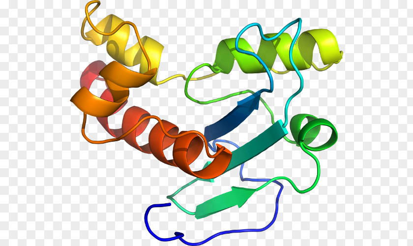 Taq Polymerase Line Clip Art PNG