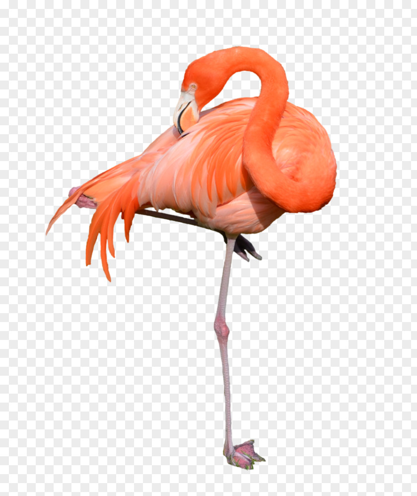 Flamingo Clip Art PNG