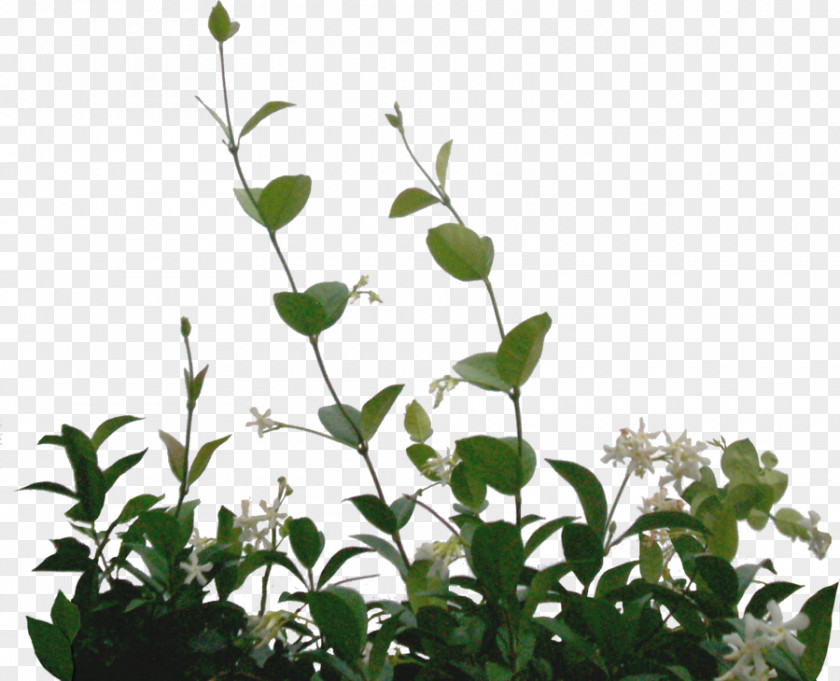 Foliage Computer Software Clip Art PNG