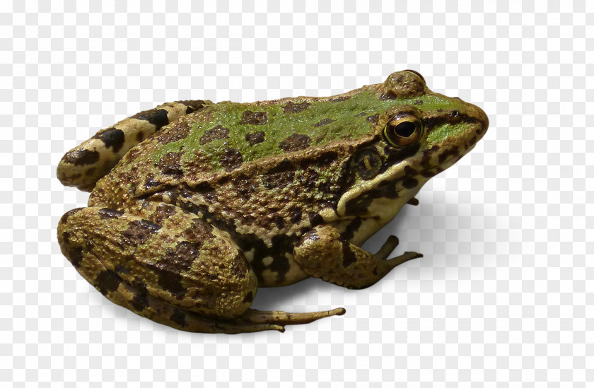 Spotted Glass Frog Leopard Desktop Wallpaper PNG
