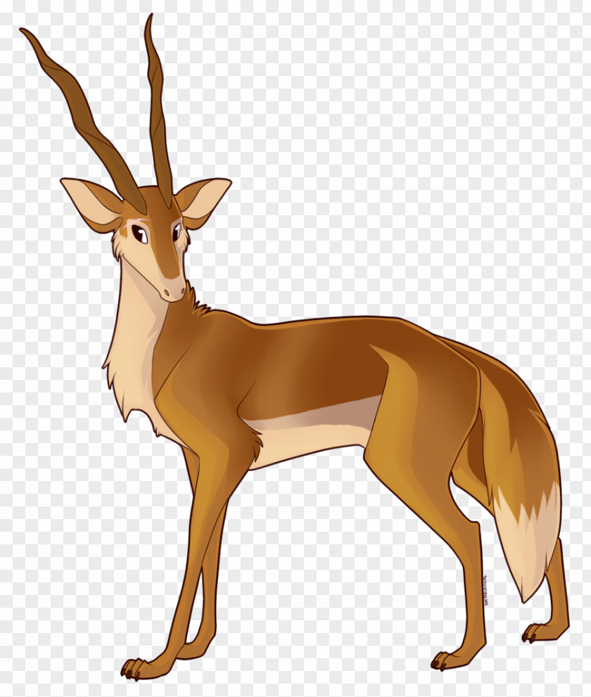 Deer White-tailed Gazelle Dog Antler PNG