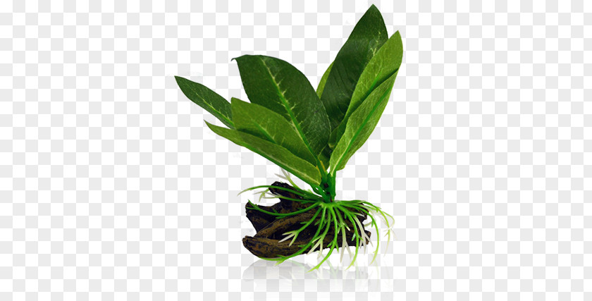 Leaf Aquatic Plants Fern Microsorum Pteropus PNG